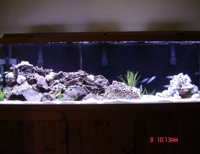 125 gallons freshwater fish tank (mostly fish and non-living decorations) - 125 Gallon Mbuna Tank 125 gallons freshwater fish tank (mostly fish and non-living decorations) - 125 Gallon Mbuna Tank