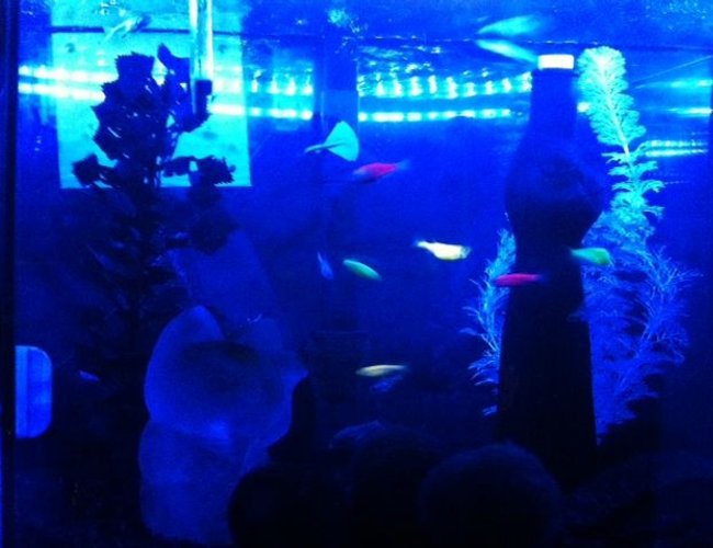 45 gallons freshwater fish tank (mostly fish and non-living decorations) - blurry glofish and glass cats 45 gallons freshwater fish tank (mostly fish and non-living decorations) - blurry glofish and glass cats
