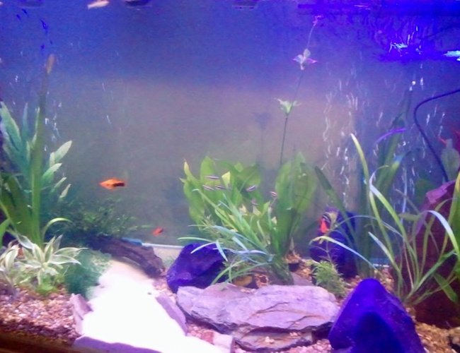 87 gallons freshwater fish tank (mostly fish and non-living decorations) - new tank
330l
two filters one hood one external 87 gallons freshwater fish tank (mostly fish and non-living decorations) - new tank
330l
two filters one hood one external