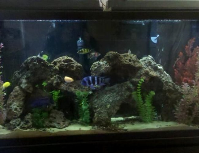 60 gallons freshwater fish tank (mostly fish and non-living decorations) - My tank 60 gallons freshwater fish tank (mostly fish and non-living decorations) - My tank