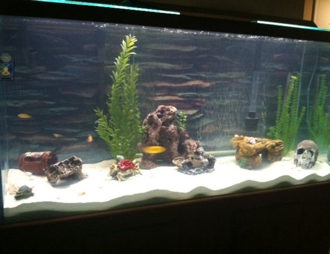 80 gallons freshwater fish tank (mostly fish and non-living decorations) - Here is the new look of the tank with sand 80 gallons freshwater fish tank (mostly fish and non-living decorations) - Here is the new look of the tank with sand