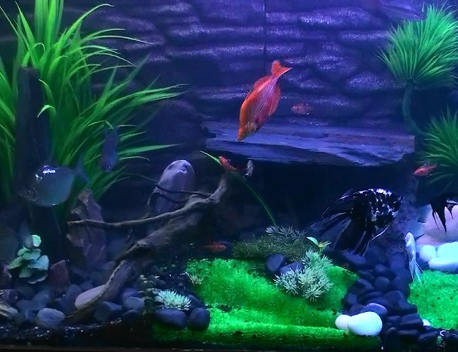 260 gallons freshwater fish tank (mostly fish and non-living decorations) - complete Tank 260 gallons freshwater fish tank (mostly fish and non-living decorations) - complete Tank
