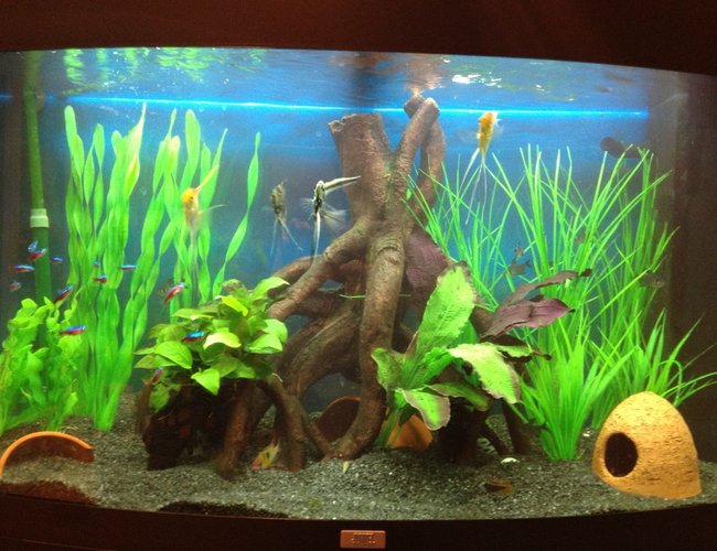 45 gallons freshwater fish tank (mostly fish and non-living decorations) - Juwel vision 180
Freshwater Tropical
Eheim Ecco 2232 Canister
Juwel Internal
Established 6 Months
4 Small Angels
15 Plump Cardinals
10 Phantom Tetras
3 Panda Corys
Pair of Rams 45 gallons freshwater fish tank (mostly fish and non-living decorations) - Juwel vision 180
Freshwater Tropical
Eheim Ecco 2232 Canister
Juwel Internal
Established 6 Months
4 Small Angels
15 Plump Cardinals
10 Phantom Tetras
3 Panda Corys
Pair of Rams