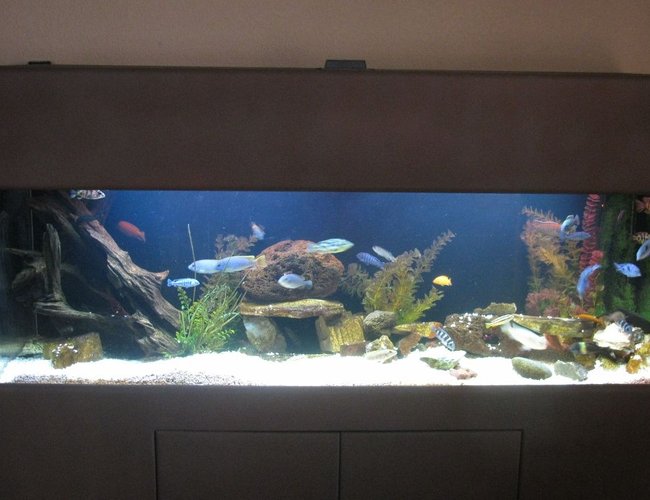100 gallons freshwater fish tank (mostly fish and non-living decorations) - 100 gallon tru vu with mixed cichlids 100 gallons freshwater fish tank (mostly fish and non-living decorations) - 100 gallon tru vu with mixed cichlids
