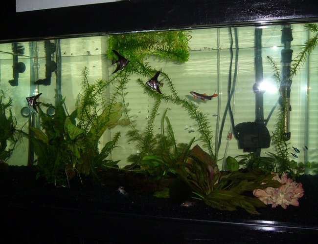 50 gallons freshwater fish tank (mostly fish and non-living decorations) - my tank 50 gallons freshwater fish tank (mostly fish and non-living decorations) - my tank