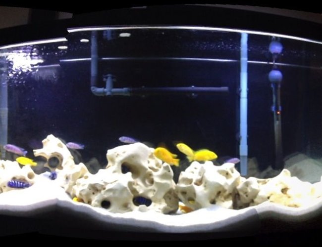 50 gallons freshwater fish tank (mostly fish and non-living decorations) - Malawi Cichlids 50 gallons freshwater fish tank (mostly fish and non-living decorations) - Malawi Cichlids