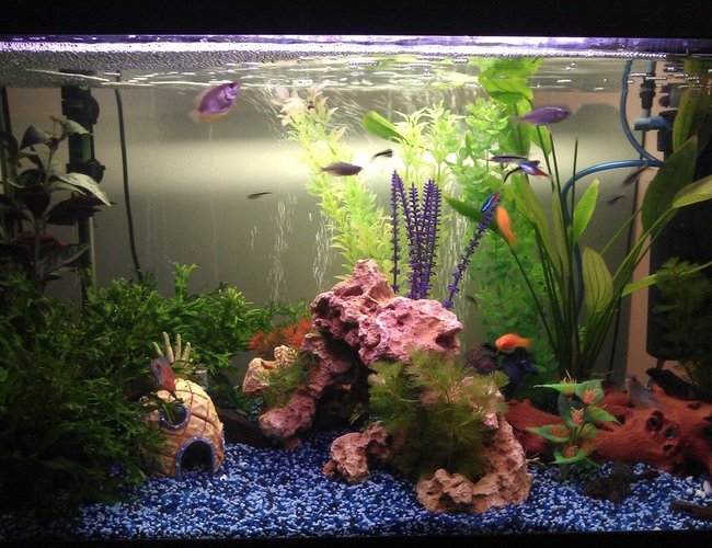 21 gallons freshwater fish tank (mostly fish and non-living decorations) - New gravel, plants, bogwood and decorations 21 gallons freshwater fish tank (mostly fish and non-living decorations) - New gravel, plants, bogwood and decorations