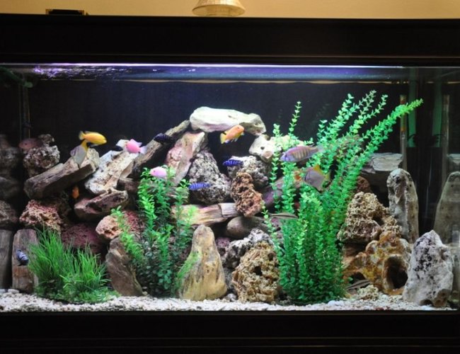 100 gallons freshwater fish tank (mostly fish and non-living decorations) - 100 gallon fish tank 100 gallons freshwater fish tank (mostly fish and non-living decorations) - 100 gallon fish tank