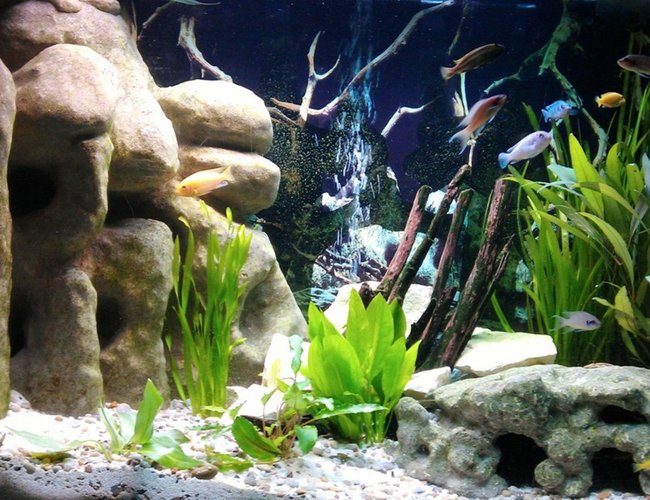 58 gallons freshwater fish tank (mostly fish and non-living decorations) - My new Malawi Cichlid Tank with a large corner 3D DIY Cave, Crushed coral base, Lime stone rocks, Drift wood and various plants. 58 gallons freshwater fish tank (mostly fish and non-living decorations) - My new Malawi Cichlid Tank with a large corner 3D DIY Cave, Crushed coral base, Lime stone rocks, Drift wood and various plants.