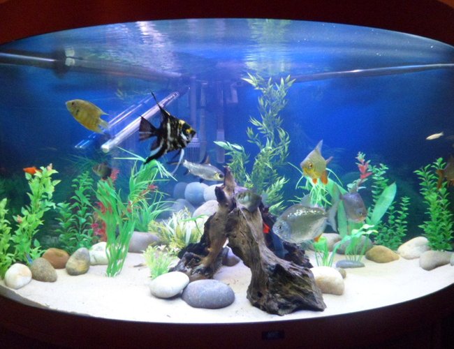 93 gallons freshwater fish tank (mostly fish and non-living decorations) - updated pic of tank 93 gallons freshwater fish tank (mostly fish and non-living decorations) - updated pic of tank