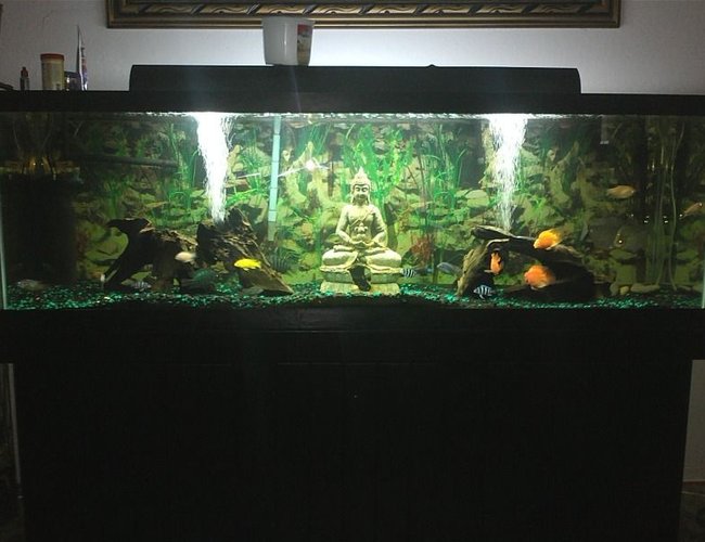 125 gallons freshwater fish tank (mostly fish and non-living decorations) 125 gallons freshwater fish tank (mostly fish and non-living decorations)