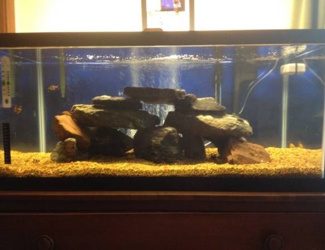 40 gallons freshwater fish tank (mostly fish and non-living decorations) - 40 Gallon Breeder 40 gallons freshwater fish tank (mostly fish and non-living decorations) - 40 Gallon Breeder
