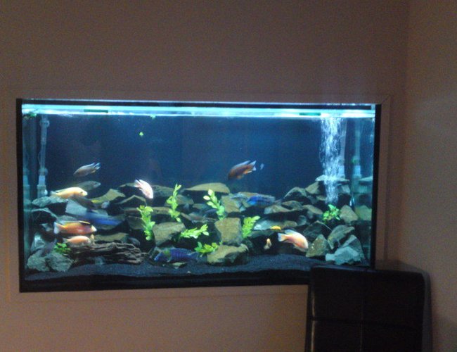 84 gallons freshwater fish tank (mostly fish and non-living decorations) - my tank 84 gallons freshwater fish tank (mostly fish and non-living decorations) - my tank