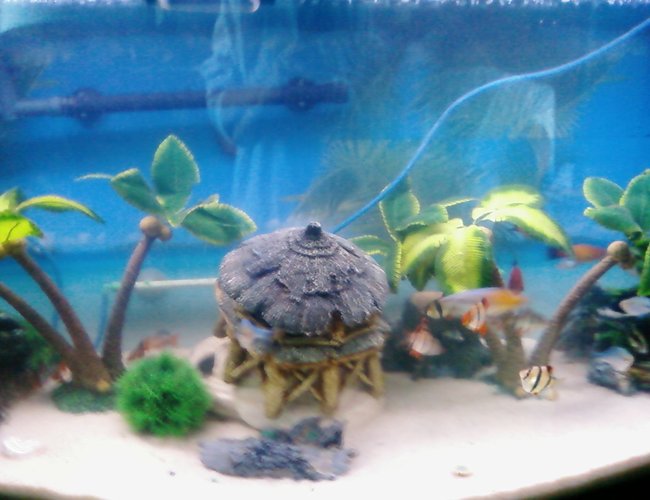 125 gallons freshwater fish tank (mostly fish and non-living decorations) - This is a 56 gal tank that I went from a 125 gal to a smaller one. Not large enough for I have purchased another 125 saltwater tank that I am making a freshwater tank out of. 125 gallons freshwater fish tank (mostly fish and non-living decorations) - This is a 56 gal tank that I went from a 125 gal to a smaller one. Not large enough for I have purchased another 125 saltwater tank that I am making a freshwater tank out of.