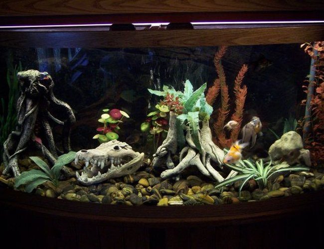 72 gallons freshwater fish tank (mostly fish and non-living decorations) - 72 Gallon 72 gallons freshwater fish tank (mostly fish and non-living decorations) - 72 Gallon