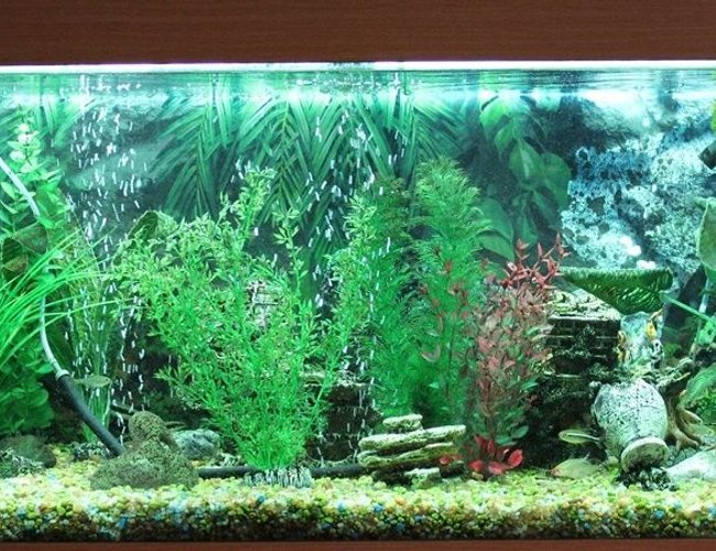 50 gallons freshwater fish tank (mostly fish and non-living decorations) - Freshwater tank, 180 Liter, no live plants. 50 gallons freshwater fish tank (mostly fish and non-living decorations) - Freshwater tank, 180 Liter, no live plants.