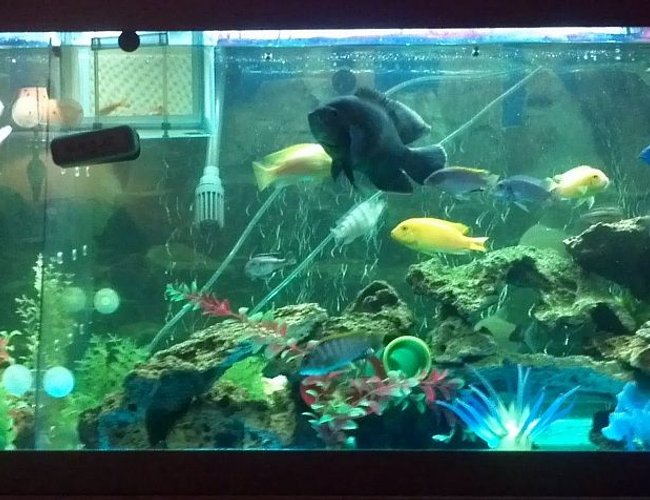 125 gallons freshwater fish tank (mostly fish and non-living decorations) - Ive had this tank for under a year
now. I have a 125 gallon tank made
into a community tank with assorted
South African Cichlids, a Albino and
a Tiger Oscar, Afra Cichlid, Tiger
Barbs, Severums, Tire Track and a
Peacock Eel, Danio Minnows, Red Tail
Rainbow Shark, Silver Dollars,
Plecos and more...
I use a 48" T5 double ballast light,
a Fluval405 filter, Aqueon 30-60
waterfall filter. I have Led lights
for a little extra color and a
curtain wand to keep the fish more
active. Most of my plants are
artificial but I have 50 lbs of live
rocks in there for the new small
cichlids that were born. I have a
splitter in tank to separate Albino
Oscar since he ate a dozen of my
other cichlids in there. I have a
little over 50 fish in there right
now. I had an addiction to buy.
Slowing down letting it chill and
run their course. Enjoyable little
hobby 125 gallons freshwater fish tank (mostly fish and non-living decorations) - Ive had this tank for under a year
now. I have a 125 gallon tank made
into a community tank with assorted
South African Cichlids, a Albino and
a Tiger Oscar, Afra Cichlid, Tiger
Barbs, Severums, Tire Track and a
Peacock Eel, Danio Minnows, Red Tail
Rainbow Shark, Silver Dollars,
Plecos and more...
I use a 48" T5 double ballast light,
a Fluval405 filter, Aqueon 30-60
waterfall filter. I have Led lights
for a little extra color and a
curtain wand to keep the fish more
active. Most of my plants are
artificial but I have 50 lbs of live
rocks in there for the new small
cichlids that were born. I have a
splitter in tank to separate Albino
Oscar since he ate a dozen of my
other cichlids in there. I have a
little over 50 fish in there right
now. I had an addiction to buy.
Slowing down letting it chill and
run their course. Enjoyable little
hobby