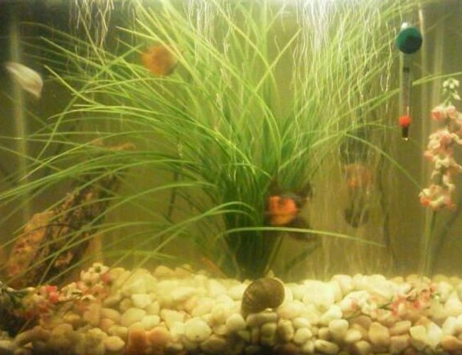10 gallons freshwater fish tank (mostly fish and non-living decorations) - Starter tank 10 gallons freshwater fish tank (mostly fish and non-living decorations) - Starter tank