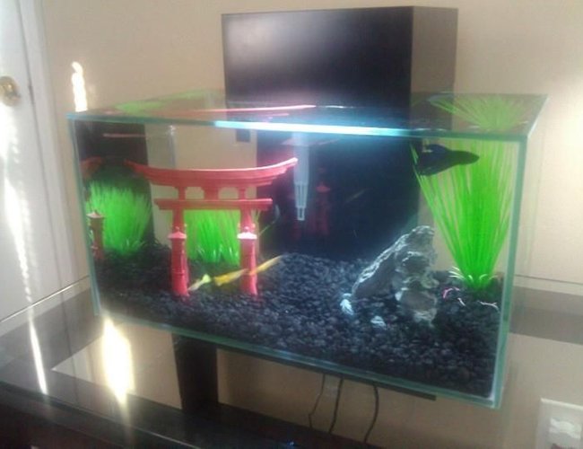 6 gallons freshwater fish tank (mostly fish and non-living decorations) - Fluval Edge - 6 Gallons.
3 Yellow-tail Guppies (male)
1 Veiltail Betta (male)
I am new to aquariums, with the Fluval Edge 6-gallon being my first. I hope to expand into a bigger tank once I get the hang of everything. 6 gallons freshwater fish tank (mostly fish and non-living decorations) - Fluval Edge - 6 Gallons.
3 Yellow-tail Guppies (male)
1 Veiltail Betta (male)
I am new to aquariums, with the Fluval Edge 6-gallon being my first. I hope to expand into a bigger tank once I get the hang of everything.