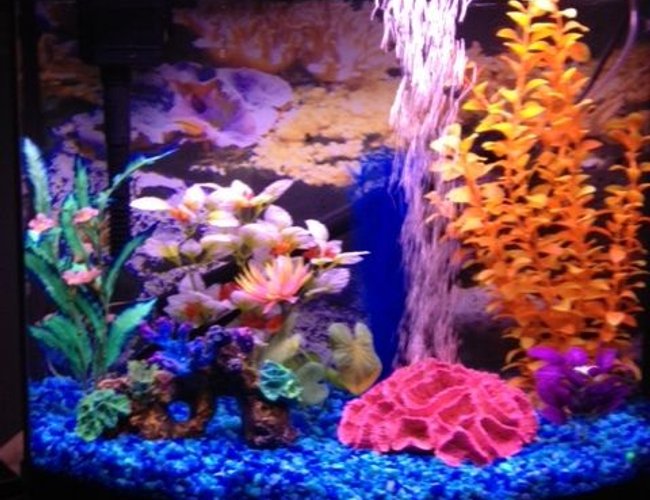 16 gallons freshwater fish tank (mostly fish and non-living decorations) - Full photo of tank 16 gallons freshwater fish tank (mostly fish and non-living decorations) - Full photo of tank