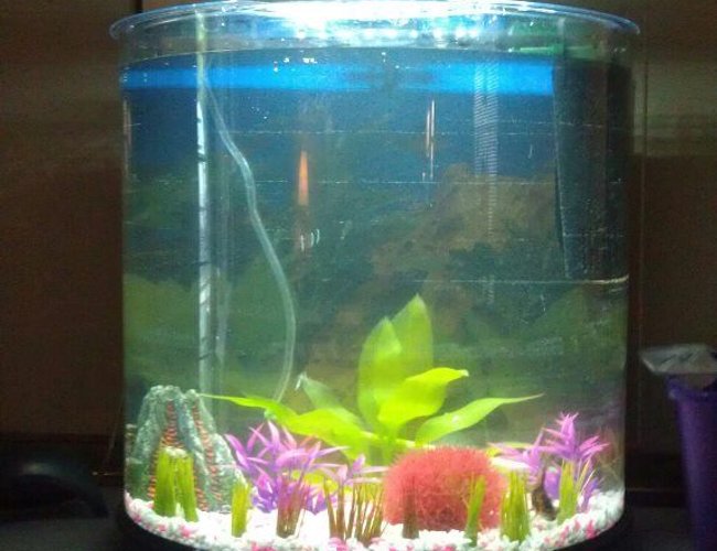 10 gallons freshwater fish tank (mostly fish and non-living decorations) - Right after i got it...temporary cardboard background...fish seems to enjoy it (bottom right corner). Have a bubble wand and a bubble volcano and grass border. Need taller plants. 10 gallons freshwater fish tank (mostly fish and non-living decorations) - Right after i got it...temporary cardboard background...fish seems to enjoy it (bottom right corner). Have a bubble wand and a bubble volcano and grass border. Need taller plants.