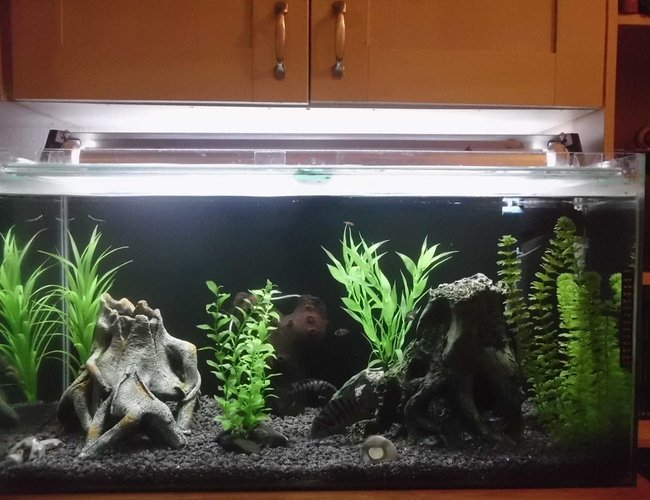 45 gallons freshwater fish tank (mostly fish and non-living decorations) 45 gallons freshwater fish tank (mostly fish and non-living decorations)
