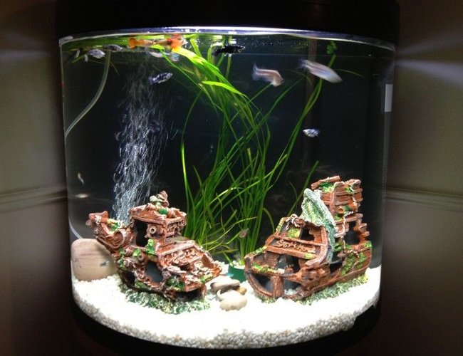 16 gallons freshwater fish tank (mostly fish and non-living decorations) 16 gallons freshwater fish tank (mostly fish and non-living decorations)
