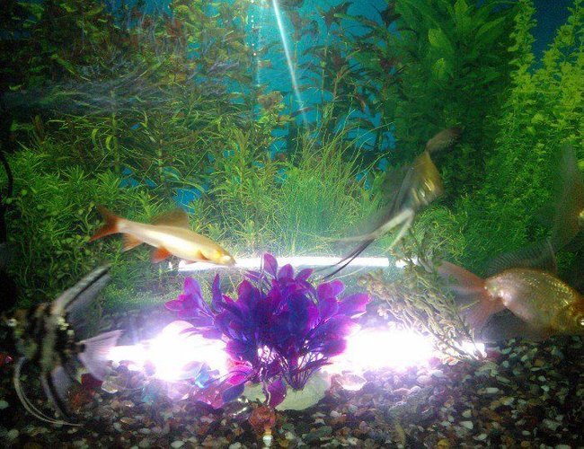 45 gallons freshwater fish tank (mostly fish and non-living decorations) 45 gallons freshwater fish tank (mostly fish and non-living decorations)