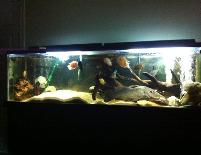 125 gallons freshwater fish tank (mostly fish and non-living decorations) - My 125gallon 125 gallons freshwater fish tank (mostly fish and non-living decorations) - My 125gallon