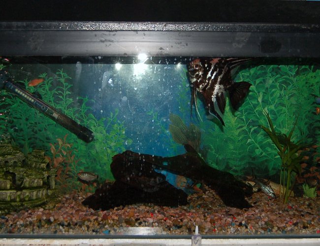 27 gallons freshwater fish tank (mostly fish and non-living decorations) - This is my 3ft tropical fish tank i am hoping to get more plants and chnage the substrate to sand as i think this would look better 27 gallons freshwater fish tank (mostly fish and non-living decorations) - This is my 3ft tropical fish tank i am hoping to get more plants and chnage the substrate to sand as i think this would look better