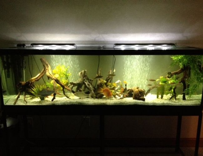 125 gallons freshwater fish tank (mostly fish and non-living decorations) 125 gallons freshwater fish tank (mostly fish and non-living decorations)