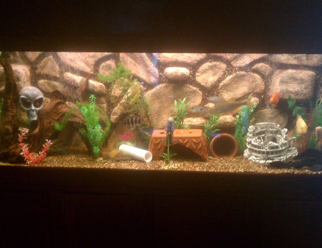 125 gallons freshwater fish tank (mostly fish and non-living decorations) - 125 gallon custom rock background
done by 3D Aquarascapes 125 gallons freshwater fish tank (mostly fish and non-living decorations) - 125 gallon custom rock background
done by 3D Aquarascapes