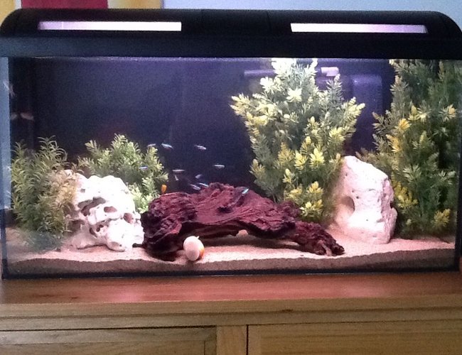 20 gallons freshwater fish tank (mostly fish and non-living decorations) 20 gallons freshwater fish tank (mostly fish and non-living decorations)