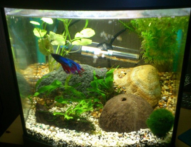 147 gallons freshwater fish tank (mostly fish and non-living decorations) - 1ftx1ftx1ft tank
Male Fighter fish
Japonica shrimp 147 gallons freshwater fish tank (mostly fish and non-living decorations) - 1ftx1ftx1ft tank
Male Fighter fish
Japonica shrimp