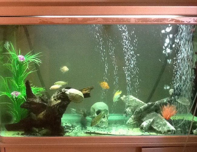 85 gallons freshwater fish tank (mostly fish and non-living decorations) - tank 85 gallons freshwater fish tank (mostly fish and non-living decorations) - tank