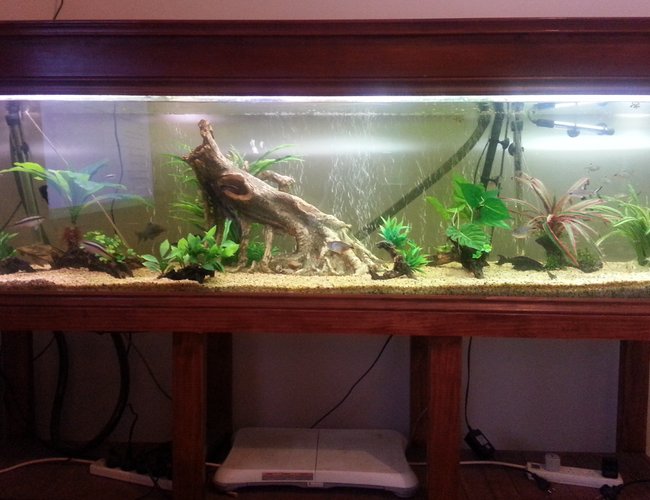 105 gallons freshwater fish tank (mostly fish and non-living decorations) - 6ft tropical tank 105 gallons freshwater fish tank (mostly fish and non-living decorations) - 6ft tropical tank