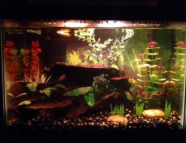 20 gallons freshwater fish tank (mostly fish and non-living decorations) - My tank with Golden Wonder lurking
at the top. 20 gallons freshwater fish tank (mostly fish and non-living decorations) - My tank with Golden Wonder lurking
at the top.