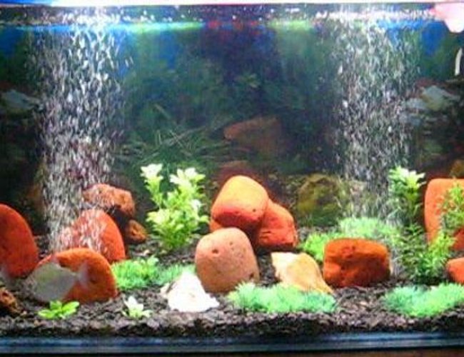 45 gallons freshwater fish tank (mostly fish and non-living decorations) - Ayantika's Aquarium 45 gallons freshwater fish tank (mostly fish and non-living decorations) - Ayantika's Aquarium