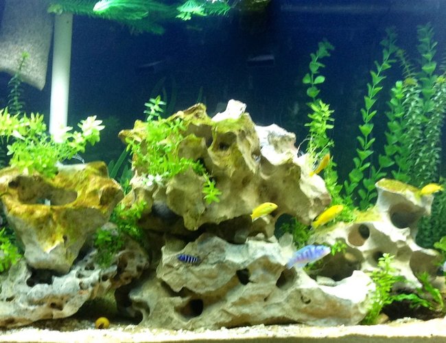 60 gallons freshwater fish tank (mostly fish and non-living decorations) - My first Cichlid tank. So far everyone gets along. 60 gallons freshwater fish tank (mostly fish and non-living decorations) - My first Cichlid tank. So far everyone gets along.