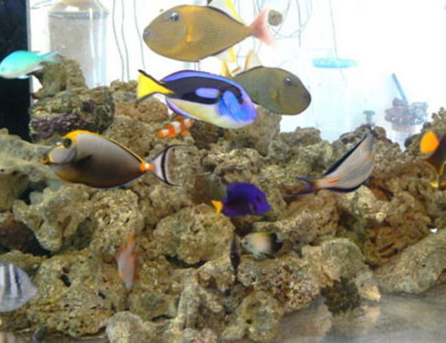 34 gallons freshwater fish tank (mostly fish and non-living decorations) - aaa 34 gallons freshwater fish tank (mostly fish and non-living decorations) - aaa