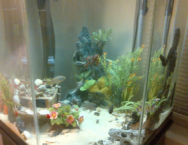44 gallons freshwater fish tank (mostly fish and non-living decorations) - 44 gallon corner tank 44 gallons freshwater fish tank (mostly fish and non-living decorations) - 44 gallon corner tank