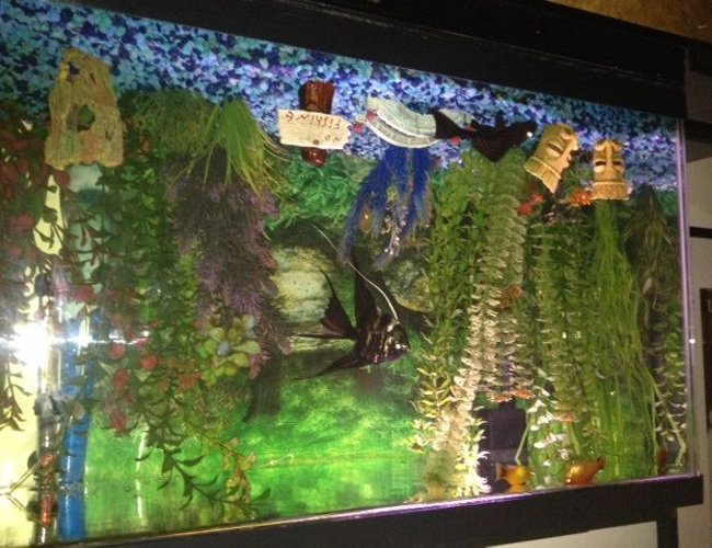 70 gallons freshwater fish tank (mostly fish and non-living decorations) - The centerpiece of my tank are my large veiltail angel and my sailfin plecostomus. These two fish have so much personality, and their interactions are amazing as they compete for food and for my attention. 70 gallons freshwater fish tank (mostly fish and non-living decorations) - The centerpiece of my tank are my large veiltail angel and my sailfin plecostomus. These two fish have so much personality, and their interactions are amazing as they compete for food and for my attention.