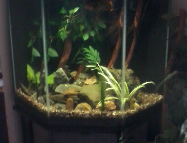 60 gallons freshwater fish tank (mostly fish and non-living decorations) - More pix of my tank 60 gallons freshwater fish tank (mostly fish and non-living decorations) - More pix of my tank