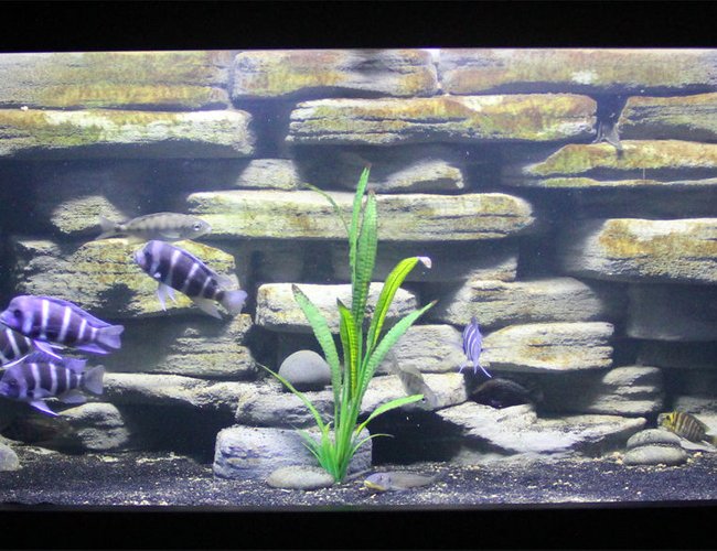 125 gallons freshwater fish tank (mostly fish and non-living decorations) - 125 Gallon with Custom built background 125 gallons freshwater fish tank (mostly fish and non-living decorations) - 125 Gallon with Custom built background