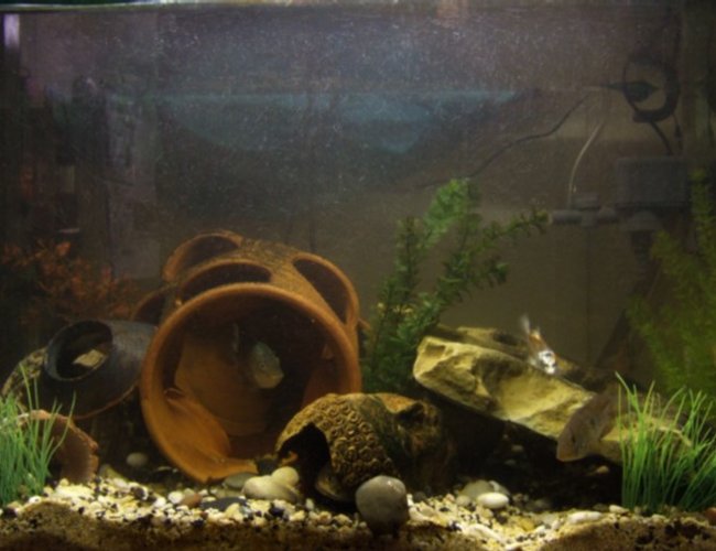 96 gallons freshwater fish tank (mostly fish and non-living decorations) - my first big tank........ mostly americans, catfish, loaches, silver dollars. 96 gallons freshwater fish tank (mostly fish and non-living decorations) - my first big tank........ mostly americans, catfish, loaches, silver dollars.