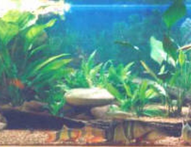 250 gallons freshwater fish tank (mostly fish and non-living decorations) - community tank 250 gallons freshwater fish tank (mostly fish and non-living decorations) - community tank