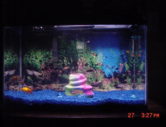 10 gallons freshwater fish tank (mostly fish and non-living decorations) 10 gallons freshwater fish tank (mostly fish and non-living decorations)