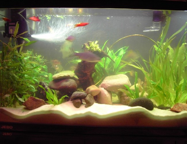 260 gallons freshwater fish tank (mostly fish and non-living decorations) - live plants and rocks 260 gallons freshwater fish tank (mostly fish and non-living decorations) - live plants and rocks