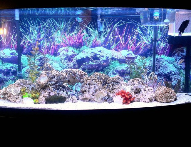 125 gallons freshwater fish tank (mostly fish and non-living decorations) - 72 gallon Bowfront , Fluval 404
canister filter , 60 pounds of
Texas
Holey Rock 125 gallons freshwater fish tank (mostly fish and non-living decorations) - 72 gallon Bowfront , Fluval 404
canister filter , 60 pounds of
Texas
Holey Rock