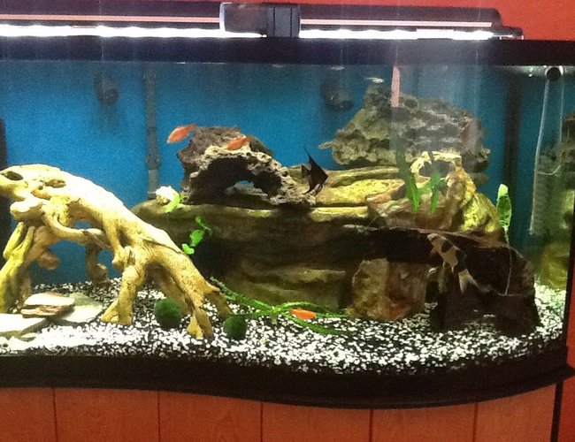 95 gallons freshwater fish tank (mostly fish and non-living decorations) - My 95 gal wave 95 gallons freshwater fish tank (mostly fish and non-living decorations) - My 95 gal wave
